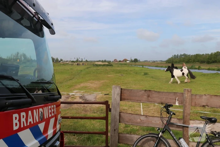 Paard belandt te water