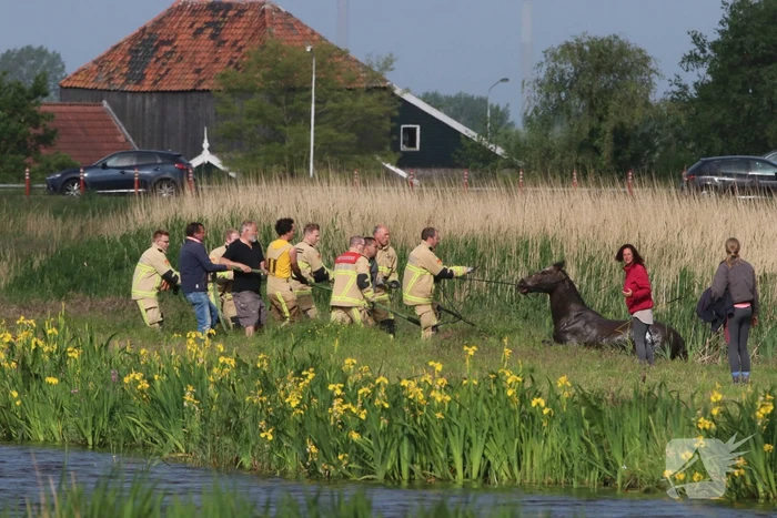 Paard belandt te water