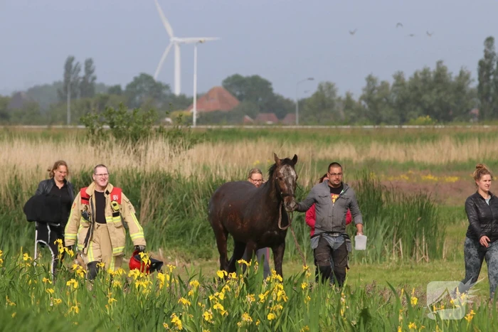 Paard belandt te water