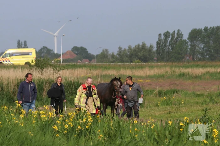 Paard belandt te water