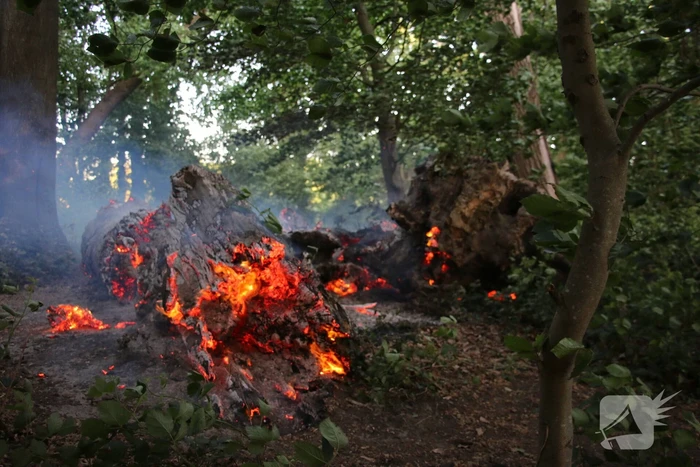 Flinke rookontwikkeling bij brand in meerdere boomstammen