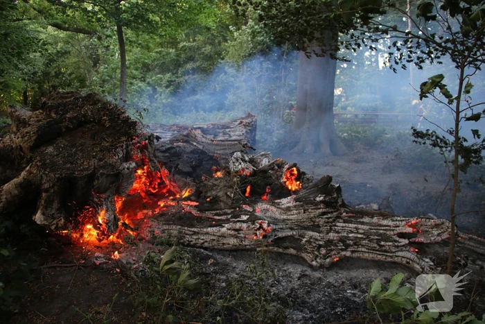 Flinke rookontwikkeling bij brand in meerdere boomstammen