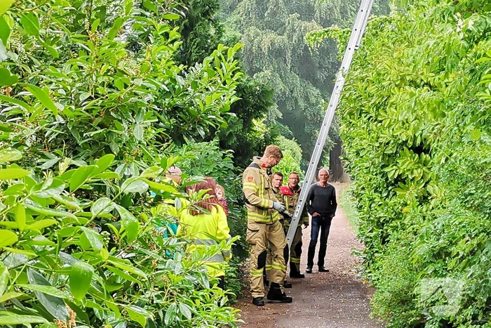 Eigenwijze poes houdt de buurt bezig