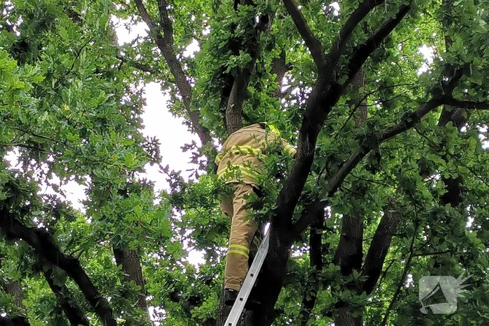 Eigenwijze poes houdt de buurt bezig