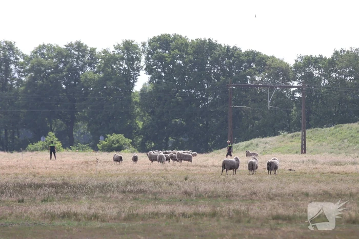Loslopende schapen langs snelweg