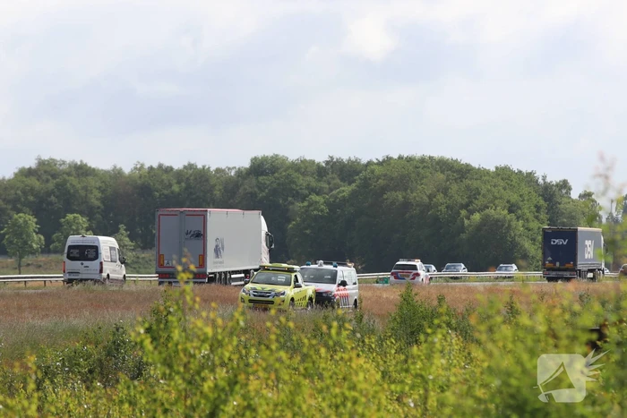 Loslopende schapen langs snelweg