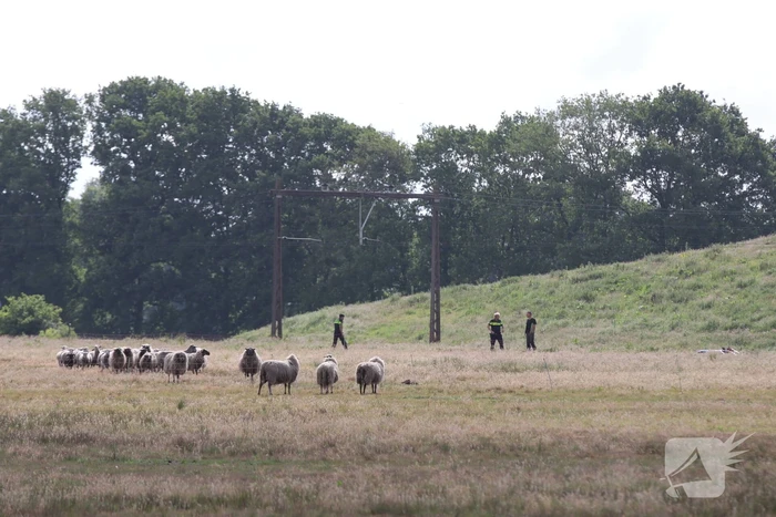 Loslopende schapen langs snelweg