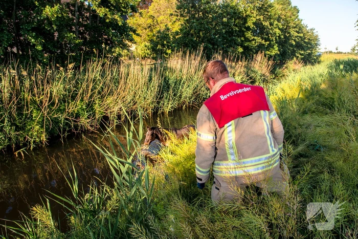 Paard in sloot overleden