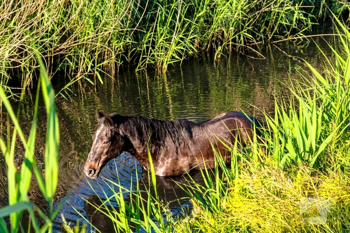 Paard in sloot overleden