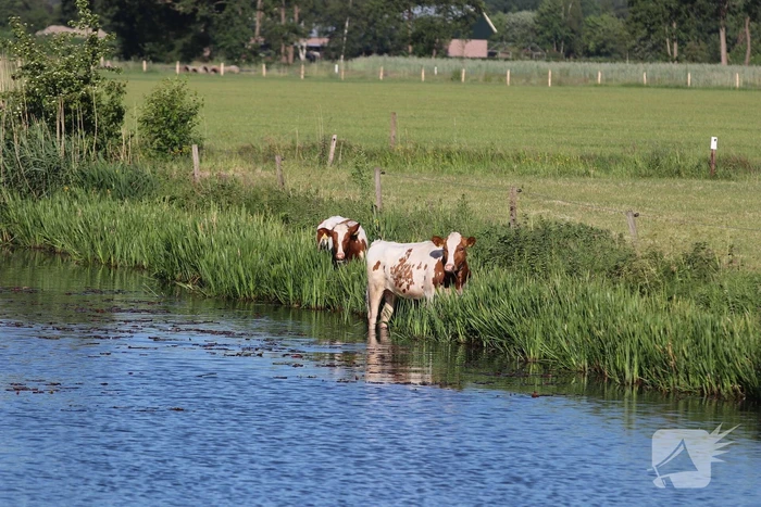 Drie ontsnapte koeien belanden te water