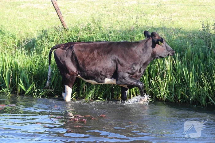 Drie ontsnapte koeien belanden te water