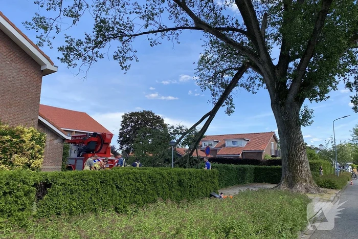 Grote tak breekt af en dreigt te vallen