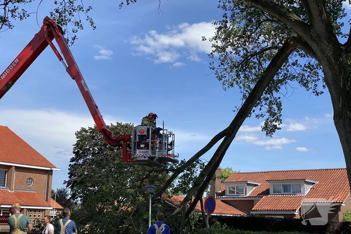 Grote tak breekt af en dreigt te vallen