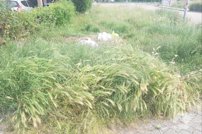 Eieren van broedende zwanen kapot gegooid