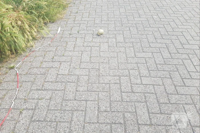 Eieren van broedende zwanen kapot gegooid