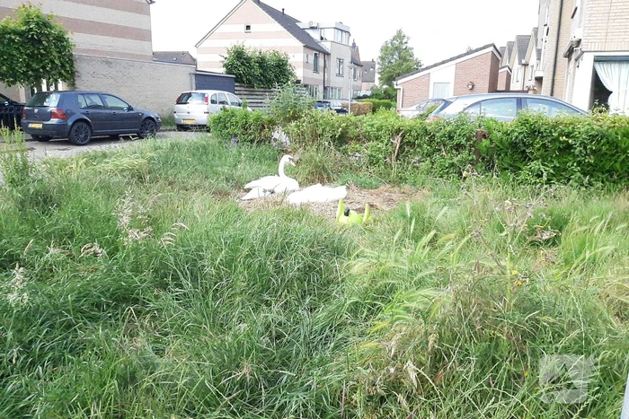 Eieren van broedende zwanen kapot gegooid