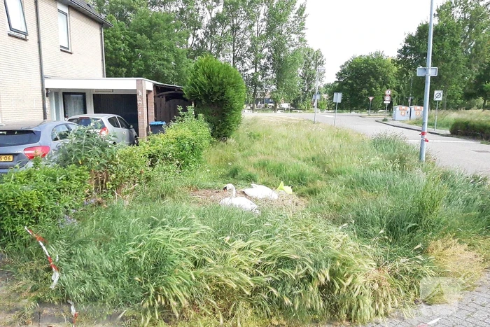 Eieren van broedende zwanen kapot gegooid