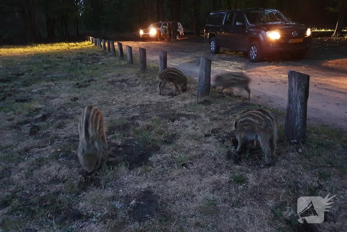 Wilde zwijntjes houden boswachter en dierenambulance bezig