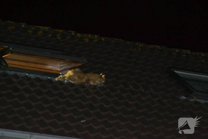 Brandweer haalt kat van het dak