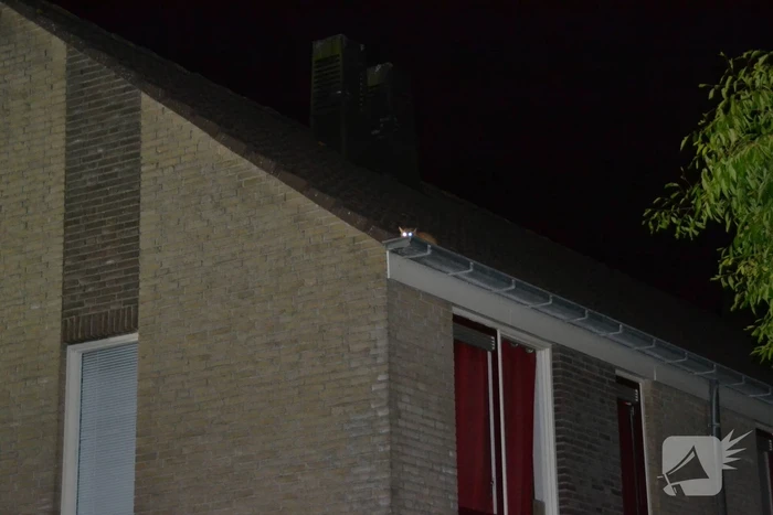 Brandweer haalt kat van het dak
