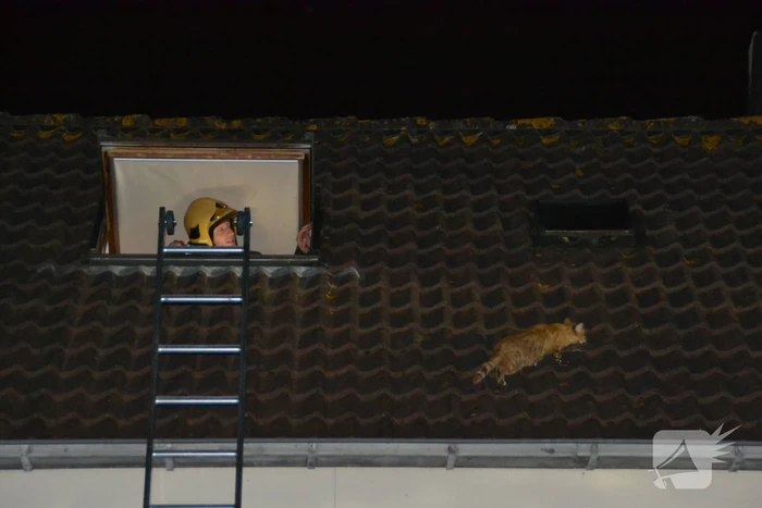 Brandweer haalt kat van het dak