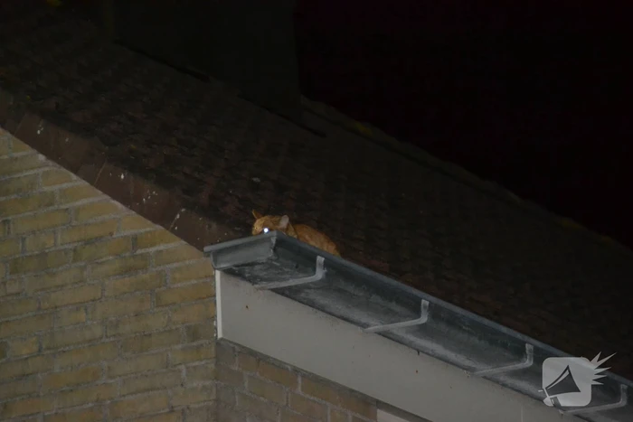 Brandweer haalt kat van het dak