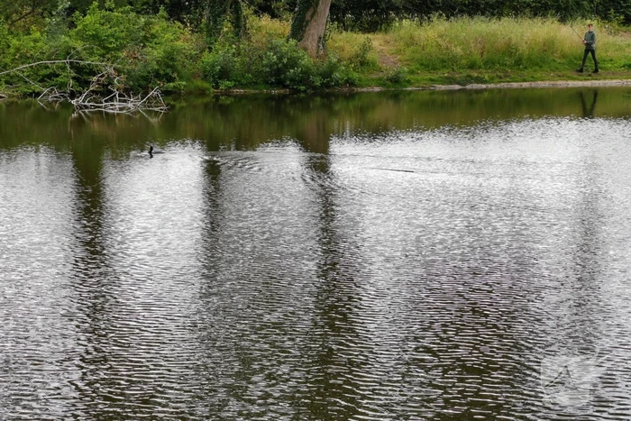 Aalscholver gaat met vishengel vandoor
