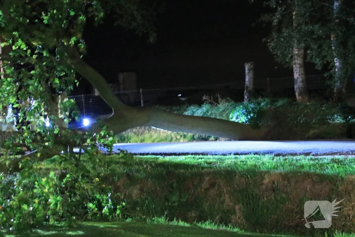 Harde wind blaast flinke boom om