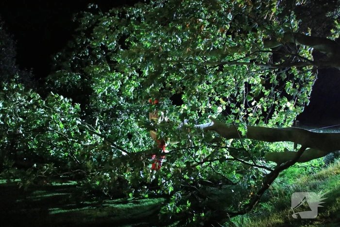 Harde wind blaast flinke boom om