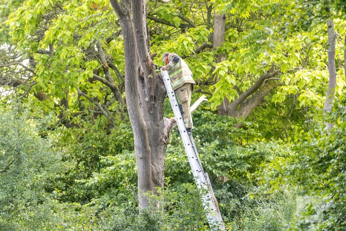 Fietspad afgesloten door gevaarlijk hangende boom