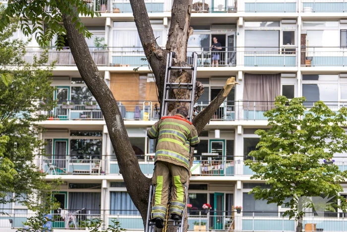 Fietspad afgesloten door gevaarlijk hangende boom