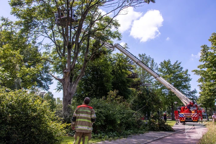 Fietspad afgesloten door gevaarlijk hangende boom