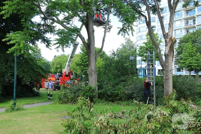 Fietspad afgesloten door gevaarlijk hangende boom