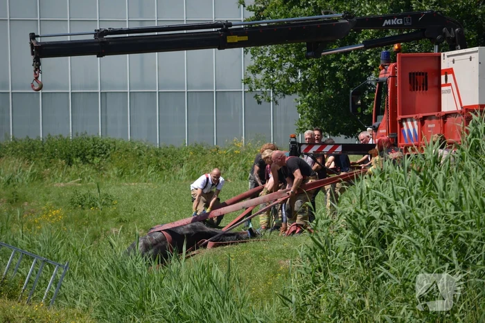 Paard belandt in de sloot