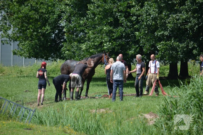 Paard belandt in de sloot