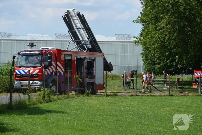 Paard belandt in de sloot