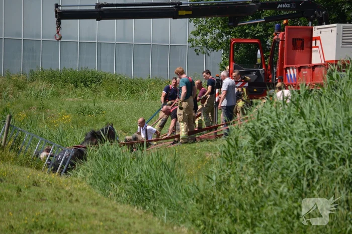 Paard belandt in de sloot