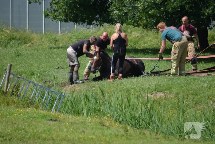 Paard belandt in de sloot