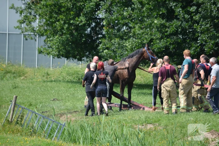 Paard belandt in de sloot