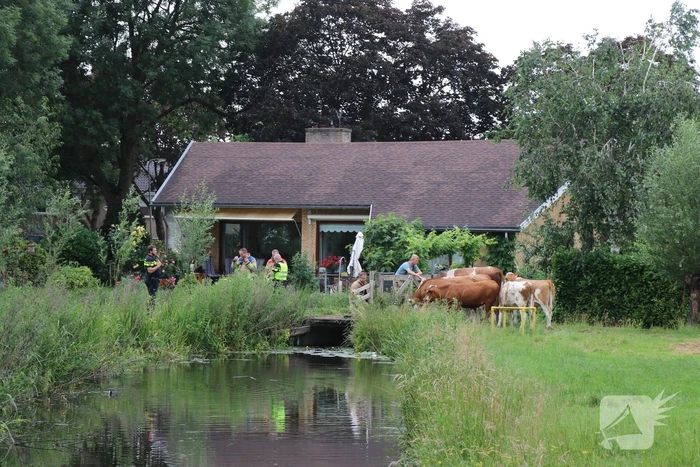 Kudde koeien op de loop
