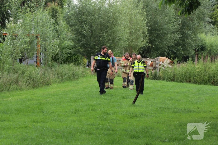 Kudde koeien op de loop