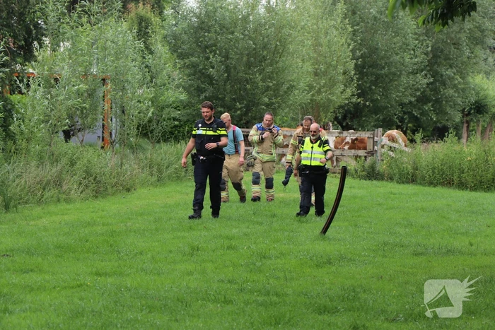 Kudde koeien op de loop