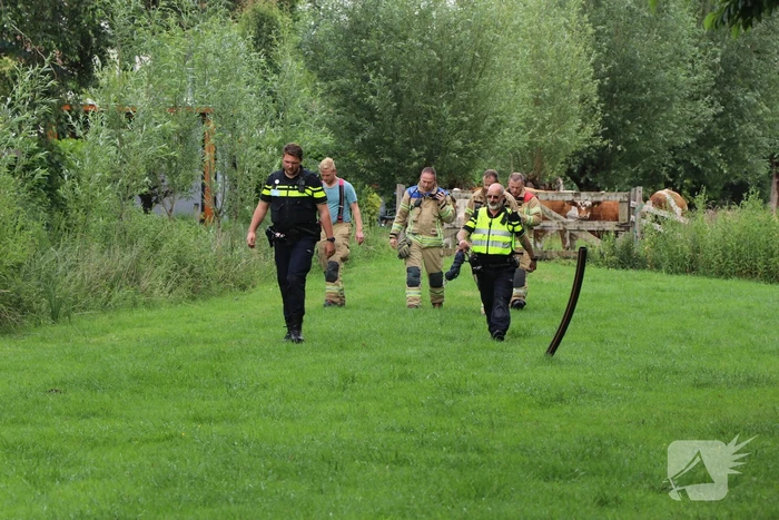 Kudde koeien op de loop
