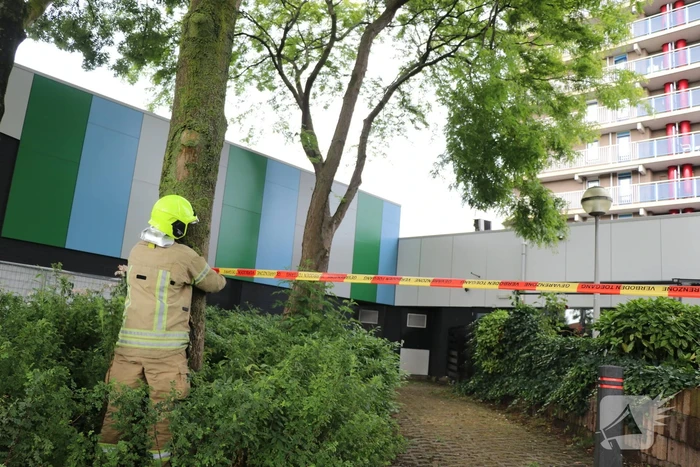Grote tak dreigt af te breken