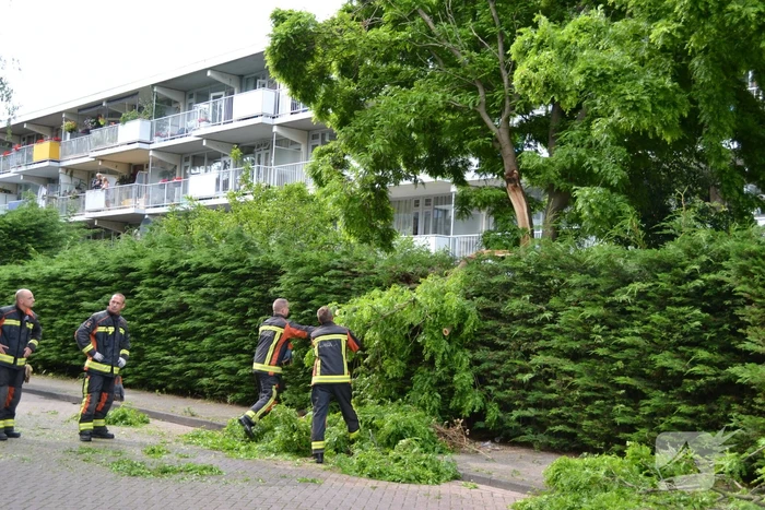 nieuws kiekendiefhorst leiden