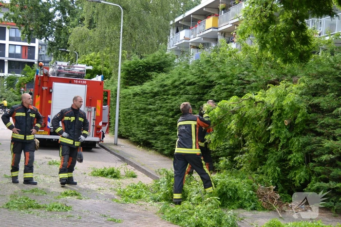 Gevaarlijk hangende tak verwijderd