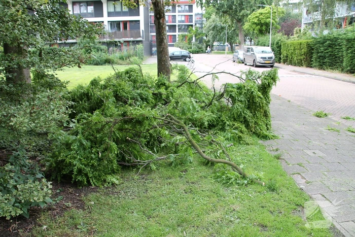 Gevaarlijk hangende tak verwijderd