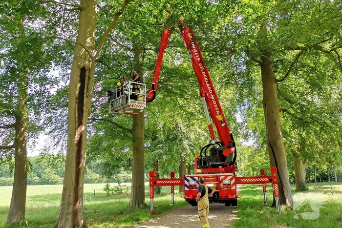 Kauw hangt omgekeerd aan een boom