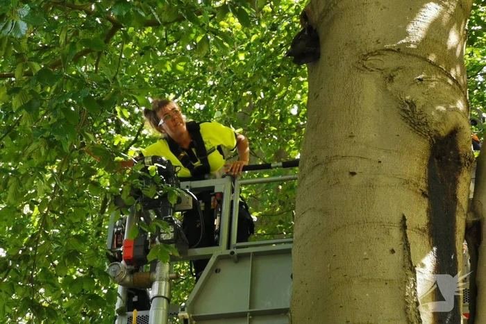 Kauw hangt omgekeerd aan een boom