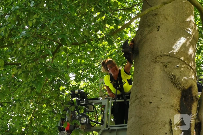 Kauw hangt omgekeerd aan een boom